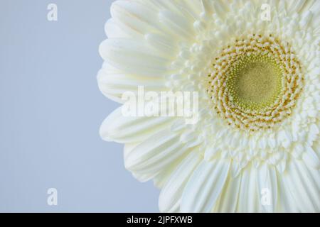 Schöne weiße weiche isolierte Gerbera Daisy Blume für Hintergrund und Tapete Stockfoto