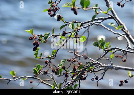 Erlenzweige mit grünen Blättern und Zapfen, die den Rahmen füllen. Stockfoto