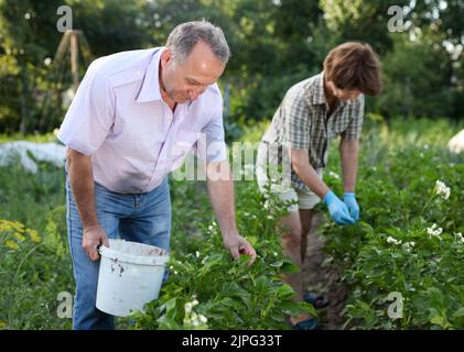 Bauern sammeln Insekten aus Kartoffelblättern Stockfoto