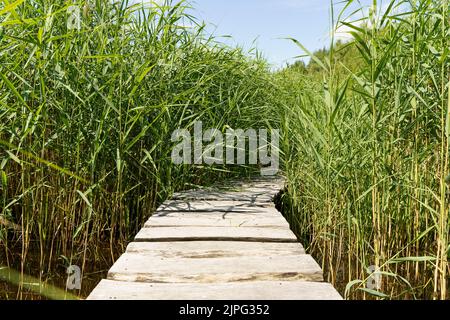 Weg durch das Gras. Pfad mit einer Holzterrasse in den Sumpfdickichten des hohen Grases. Hochwertige Fotos Stockfoto