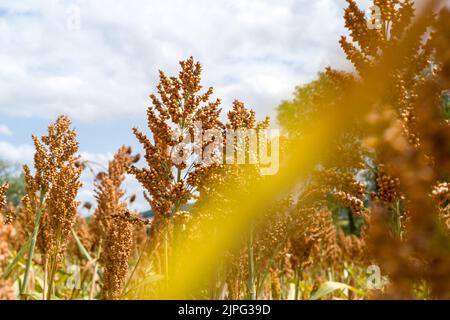 Ein Sorghum-Feld (oder Sorgo oder Sorgho) ist im Departement Tarn-et-Garonne, Südfrankreich, am 17. August 2022 zu sehen. Sorghum ist nach Mais, Reis, Weizen und Gerste das fünftwichtigste Getreide der Welt. Die Vorteile von Sorghum sind, dass es in einem Großteil Frankreichs nicht bewässert werden muss, keine Pestizide benötigt und nur ein Drittel des Düngers benötigt, den Weizen benötigt. Unter der extremen Hitze von 2022 ist dieser Ertrag ohne Bewässerung nördlich der Loire ein Wettbewerbsvorteil, da in ganz Frankreich Trockenheit herrscht und der Zugang zu Wasser eingeschränkt ist. Foto von Patricia Huchot-Boissi Stockfoto