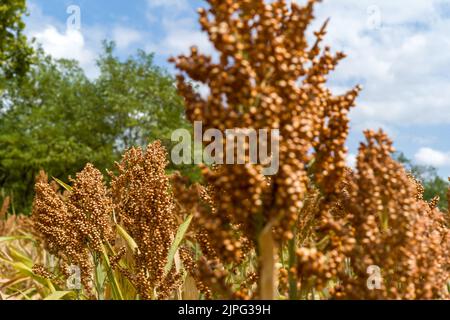 Ein Sorghum-Feld (oder Sorgo oder Sorgho) ist im Departement Tarn-et-Garonne, Südfrankreich, am 17. August 2022 zu sehen. Sorghum ist nach Mais, Reis, Weizen und Gerste das fünftwichtigste Getreide der Welt. Die Vorteile von Sorghum sind, dass es in einem Großteil Frankreichs nicht bewässert werden muss, keine Pestizide benötigt und nur ein Drittel des Düngers benötigt, den Weizen benötigt. Unter der extremen Hitze von 2022 ist dieser Ertrag ohne Bewässerung nördlich der Loire ein Wettbewerbsvorteil, da in ganz Frankreich Trockenheit herrscht und der Zugang zu Wasser eingeschränkt ist. Foto von Patricia Huchot-Boissi Stockfoto