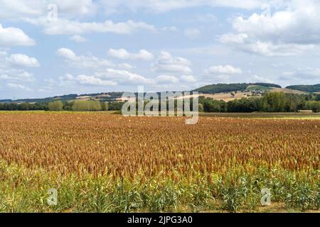 Ein Sorghum-Feld (oder Sorgo oder Sorgho) ist im Departement Tarn-et-Garonne, Südfrankreich, am 17. August 2022 zu sehen. Sorghum ist nach Mais, Reis, Weizen und Gerste das fünftwichtigste Getreide der Welt. Die Vorteile von Sorghum sind, dass es in einem Großteil Frankreichs nicht bewässert werden muss, keine Pestizide benötigt und nur ein Drittel des Düngers benötigt, den Weizen benötigt. Unter der extremen Hitze von 2022 ist dieser Ertrag ohne Bewässerung nördlich der Loire ein Wettbewerbsvorteil, da in ganz Frankreich Trockenheit herrscht und der Zugang zu Wasser eingeschränkt ist. Foto von Patricia Huchot-Boissi Stockfoto