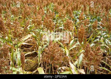 Ein Sorghum-Feld (oder Sorgo oder Sorgho) ist im Departement Tarn-et-Garonne, Südfrankreich, am 17. August 2022 zu sehen. Sorghum ist nach Mais, Reis, Weizen und Gerste das fünftwichtigste Getreide der Welt. Die Vorteile von Sorghum sind, dass es in einem Großteil Frankreichs nicht bewässert werden muss, keine Pestizide benötigt und nur ein Drittel des Düngers benötigt, den Weizen benötigt. Unter der extremen Hitze von 2022 ist dieser Ertrag ohne Bewässerung nördlich der Loire ein Wettbewerbsvorteil, da in ganz Frankreich Trockenheit herrscht und der Zugang zu Wasser eingeschränkt ist. Foto von Patricia Huchot-Boissi Stockfoto