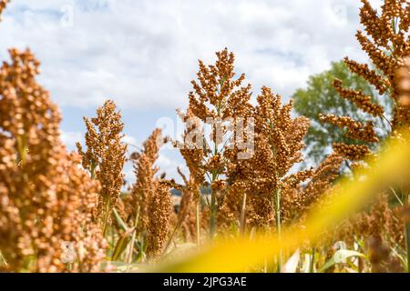 Ein Sorghum-Feld (oder Sorgo oder Sorgho) ist im Departement Tarn-et-Garonne, Südfrankreich, am 17. August 2022 zu sehen. Sorghum ist nach Mais, Reis, Weizen und Gerste das fünftwichtigste Getreide der Welt. Die Vorteile von Sorghum sind, dass es in einem Großteil Frankreichs nicht bewässert werden muss, keine Pestizide benötigt und nur ein Drittel des Düngers benötigt, den Weizen benötigt. Unter der extremen Hitze von 2022 ist dieser Ertrag ohne Bewässerung nördlich der Loire ein Wettbewerbsvorteil, da in ganz Frankreich Trockenheit herrscht und der Zugang zu Wasser eingeschränkt ist. Foto von Patricia Huchot-Boissi Stockfoto