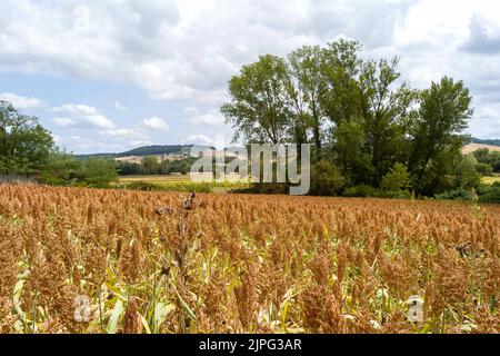 Ein Sorghum-Feld (oder Sorgo oder Sorgho) ist im Departement Tarn-et-Garonne, Südfrankreich, am 17. August 2022 zu sehen. Sorghum ist nach Mais, Reis, Weizen und Gerste das fünftwichtigste Getreide der Welt. Die Vorteile von Sorghum sind, dass es in einem Großteil Frankreichs nicht bewässert werden muss, keine Pestizide benötigt und nur ein Drittel des Düngers benötigt, den Weizen benötigt. Unter der extremen Hitze von 2022 ist dieser Ertrag ohne Bewässerung nördlich der Loire ein Wettbewerbsvorteil, da in ganz Frankreich Trockenheit herrscht und der Zugang zu Wasser eingeschränkt ist. Foto von Patricia Huchot-Boissi Stockfoto