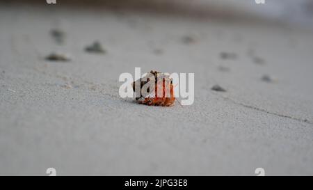 Eine Nahaufnahme einer Einsiedlerkrebe, die auf dem weißen Sand isoliert ist Stockfoto