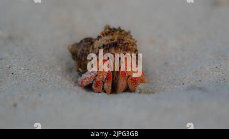 Eine Nahaufnahme einer Einsiedlerkrebe, die auf dem weißen Sand isoliert ist Stockfoto