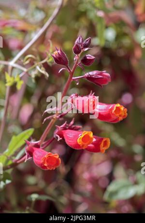 Chilenische Herrlichkeit Rebe (Eccremocarpus Scaber) Stockfoto