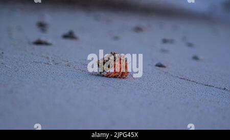 Eine Nahaufnahme einer Einsiedlerkrube, die am Strand mit weißem Sand und Kieselsteinen isoliert ist Stockfoto