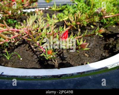 An einem sonnigen Sommertag blühen purslane, rot-weiße Blüten im Garten. Portulaca oleracea, gewöhnliches Purslane, kleines Schwalbenkraut, Pursley Stockfoto