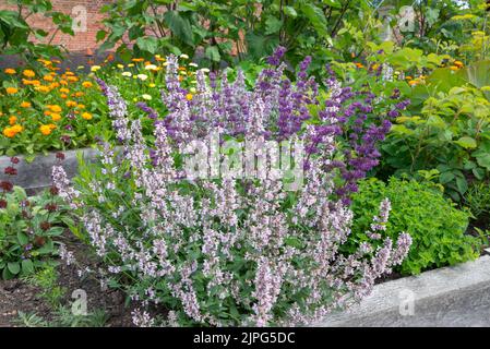 Nepeta (Catmint) in Hochbeeten mit Kräutern und einjährigen Pflanzen gepflanzt, um bestäubende Insekten in einen Gemüsegarten zu locken. Stockfoto
