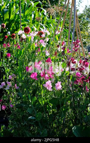 Süße Erbsenblüten wachsen im englischen Garten, norfolk, england Stockfoto