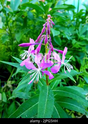 Feuerkraut blüht auf der Wiese, Nahaufnahme. An einem sonnigen Tag blüht rosa-lila Feuerkraut Stockfoto