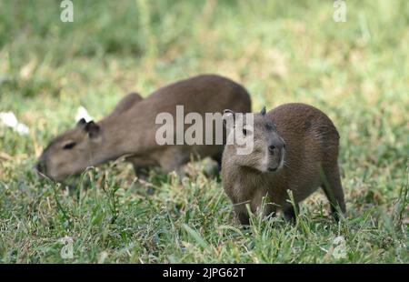 Zlin, Tschechische Republik. 18. August 2022. Vier neue Capybara-Jungtiere (Hydrochoerus hydrochaeris) im ZOO Zlin, Tschechische Republik, 18. August 2022. Kredit: Dalibor Gluck/CTK Foto/Alamy Live Nachrichten Stockfoto