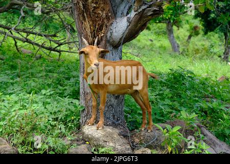 Indonesia Alor Island - Braune ziege Stockfoto