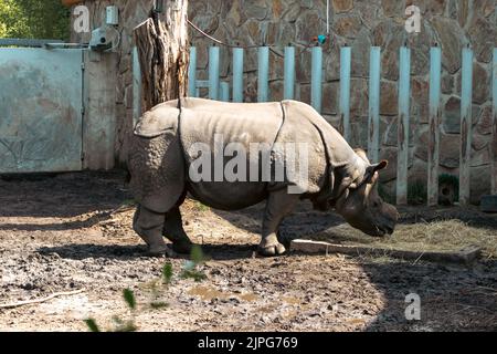 rhino steht und isst im Zoo Stockfoto