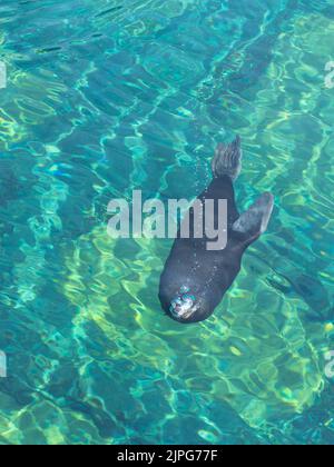 Seehund im Außenpool des Zooaquariums Stockfoto