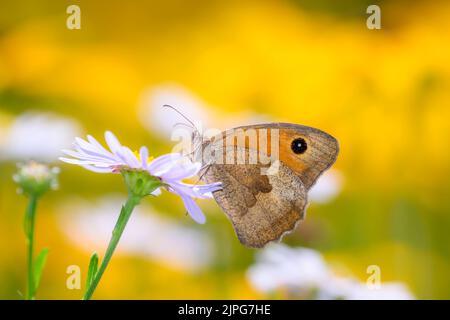 Wiese Brauner Schmetterling - Maniola jurtina ruht auf einer Leucanthemumblüte - marguerite Stockfoto