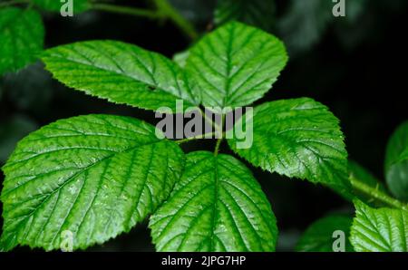 Rubus allegheniensis Pflanze bekannt als Allegheny Brombeere oder gewöhnliche Brombeere in einem Wald in Deutschland Stockfoto