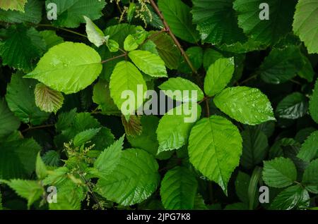 Rubus allegheniensis Pflanze bekannt als Allegheny Brombeere oder gewöhnliche Brombeere in einem Wald in Deutschland Stockfoto