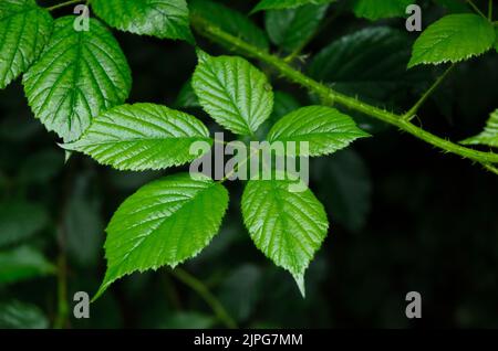 Rubus allegheniensis Pflanze bekannt als Allegheny Brombeere oder gewöhnliche Brombeere in einem Wald in Deutschland Stockfoto