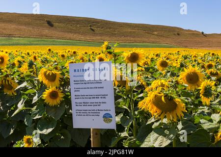 Maiden Castle Infotafel im Bereich der gelben Sonnenblumen am Dorset Sunflower Trail, Maiden Castle Farm, Dorchester, Dorset UK im August Stockfoto