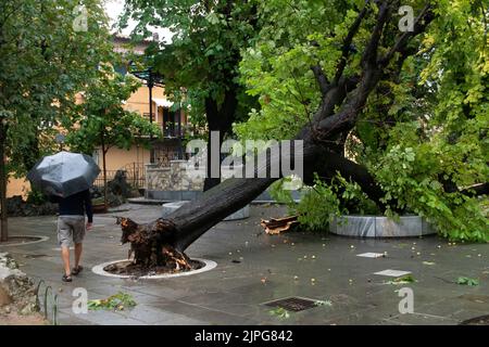 Carrara, Italien - 18. August 2022 - Mann mit Sonnenschirm läuft neben einem von einem Tornado gefällten Baum in Carrara, Toskana. Stockfoto