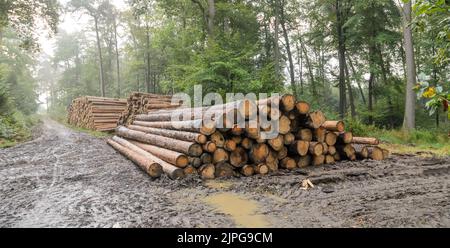 Haufen von gefällten Bäumen auf einem Holzfällergelände im Wald in Westerwald, Deutschland Stockfoto