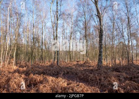 Großer Wald mit ausgetrockneter Vegetation, sehr gefährlich für Brände Stockfoto