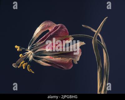 tulpe, verblasst, Tulpen, Fadeeds Stockfoto