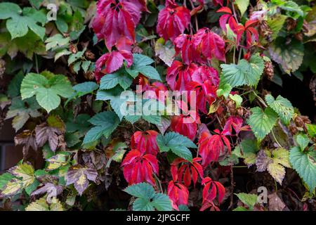 Zaun mit wilden Trauben bewachsen. Herbstblätter Hintergrund. Outdoor. Stockfoto
