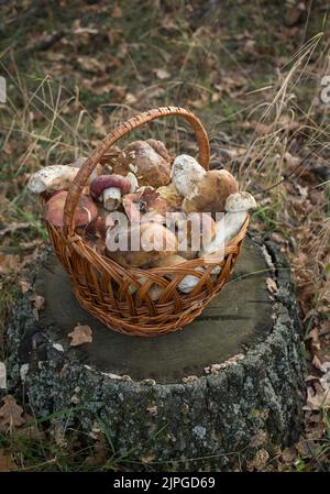 Weidenstrohkorb gefüllt mit essbaren Pilzen steht auf einem Stumpf im Wald. Hobby Pilze sammeln. Selektiver Fokus. Herbstjahreszeit Ernte Stockfoto