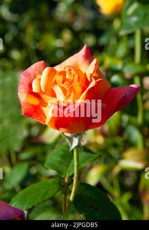 Rosenblüten im Garten aus der Nähe Stockfoto
