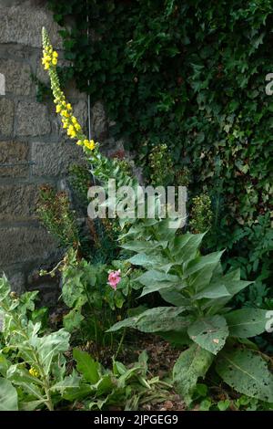 Große Königskerze, verbascum thapsus, gemeine Königskerze Stockfoto