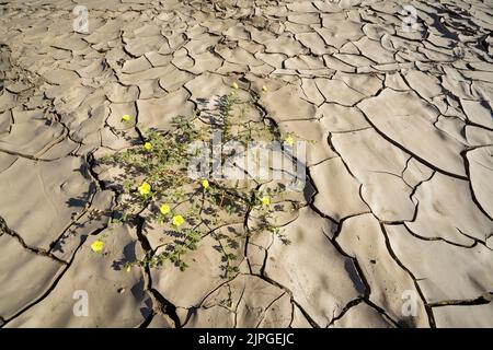 Symbolische Foto, Hoffnung, Umwelt, gelbe Blume steht in trockenen Flussbett Muster. Swakop River, Namibia, Afrika Stockfoto