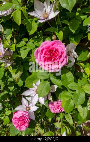 Nahaufnahme von rosa Rosen ‘Gertrude Jekyll’ und Clematis ‘Samaritan Jo’, die an einer Wand wachsen, blüht in einem Gartensommer in England Stockfoto