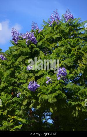 jacaranda mimosifolia Stockfoto
