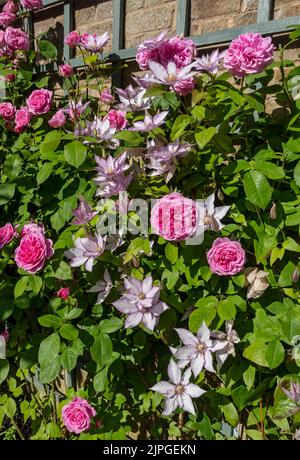 Rosa Rose ‘Gertrude Jekyll’ Rosen und Clematis ‘Samaritan Jo’ Klettern auf Gitter an einer Wand Blumen blühenden Sommer England UK Unite Stockfoto