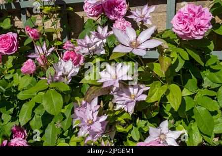 Rosa Rose ‘Gertrude Jekyll’ Rosen und Clematis ‘Samaritan Jo’ Klettern auf Gitter an einer Wand Blumen blühenden Sommer England UK Unite Stockfoto