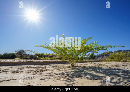 Symbolische Foto, Hoffnung, Umwelt, gelbe Blume steht in trockenen Flussbett Muster. Swakop River, Namibia, Afrika Stockfoto