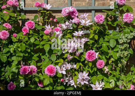 Rosa Rose ‘Gertrude Jekyll’ Rosen und Clematis ‘Samaritan Jo’ Klettern auf Gitter an einer Wand Blumen blühenden Sommer England UK Unite Stockfoto