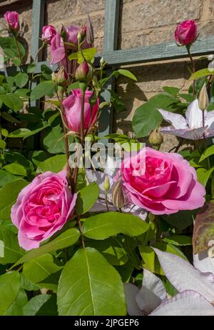 Nahaufnahme von rosa Rosen ‘Gertrude Jekyll’ und Clematis ‘Samaritan Jo’ Rosenrosen auf einer Spalierblüte, die im Sommer in England im Garten blüht Stockfoto