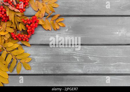 Herbstkomposition für den Hintergrund. Haufen von Bergasche mit vergilbten Blättern auf einem Holztisch. Flaches Design, Draufsicht mit Platz zum Kopieren. Stockfoto