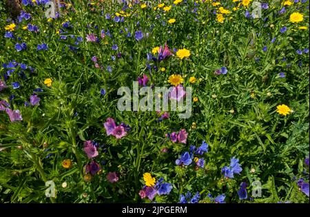 Nahaufnahme von blauen und rosa Echium und gelben Mais Ringelblumen Wildblumen Blumen in einer Gartenwiese im Sommer England UK Vereinigtes Königreich GB Großbritannien Stockfoto