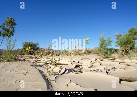 Symbolische Foto, Hoffnung, Umwelt, gelbe Blume steht in trockenen Flussbett Muster. Swakop River, Namibia, Afrika Stockfoto