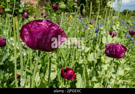 Nahaufnahme von lila Mohnblumen Wildblumen Blumen und Samenköpfe Saatköpfe wachsen in einer Gartengrenze im Sommer England Großbritannien GB Great Stockfoto