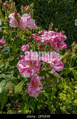 Rosa Rose ‘Rosa Mundi’ Rosen blühen in einer englischen Gartengrenze im Sommer England Vereinigtes Königreich GB Großbritannien Stockfoto