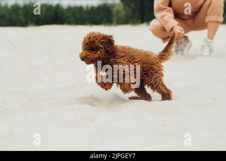 Schöner Rotkopfhund, Toy Pudel Rasse genannt Metti Jumping on the Sand Outdoor Stockfoto