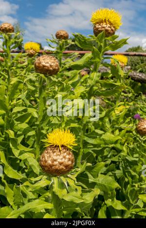 Nahaufnahme von Gelben Asterngewächsen Centaurea macrocephale Riesenknochenblüten blühen an einer Gartengrenze im Sommer England GB Großbritannien Stockfoto